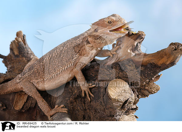 Bartagame frisst Wanderheuschrecke / bearded dragon eats locust / RR-69425