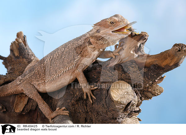 bearded dragon eats locust / RR-69425