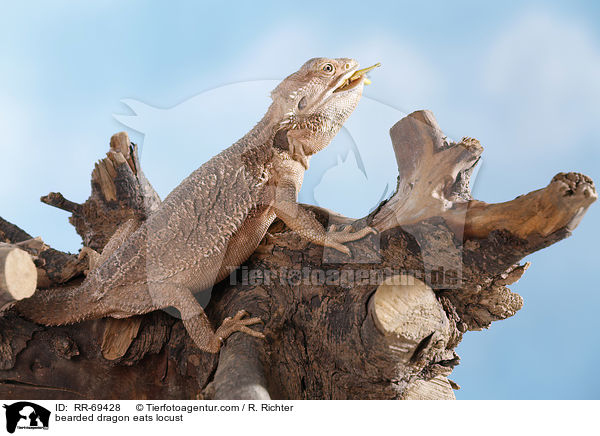 Bartagame frisst Wanderheuschrecke / bearded dragon eats locust / RR-69428