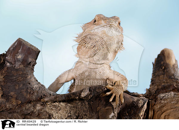 Streifenkpfige Bartagame / central bearded dragon / RR-69429