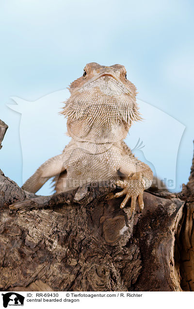 Streifenkpfige Bartagame / central bearded dragon / RR-69430