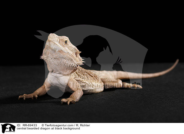 Streifenkpfige Bartagame auf schwarzem Hintergrund / central bearded dragon at black background / RR-69433