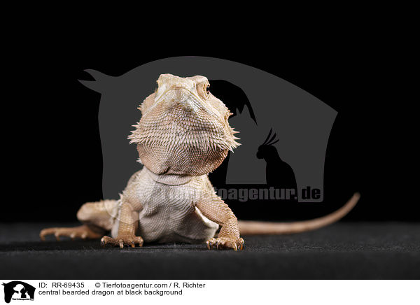 Streifenkpfige Bartagame auf schwarzem Hintergrund / central bearded dragon at black background / RR-69435