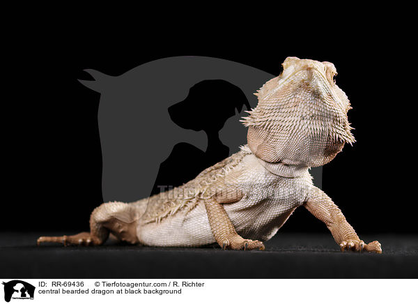 central bearded dragon at black background / RR-69436