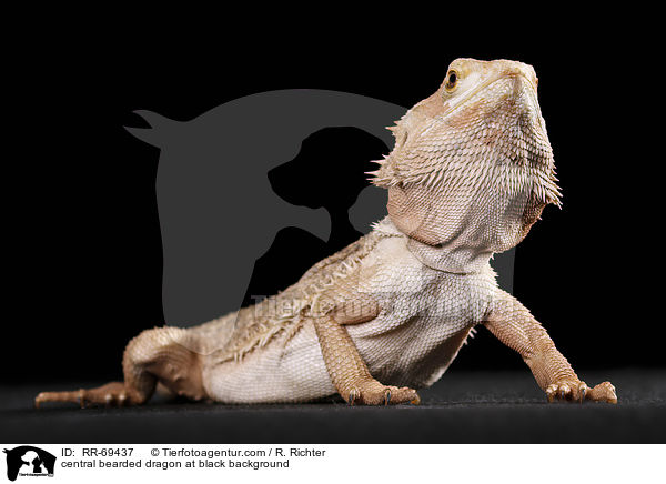 central bearded dragon at black background / RR-69437