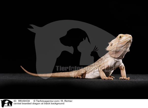 central bearded dragon at black background / RR-69438