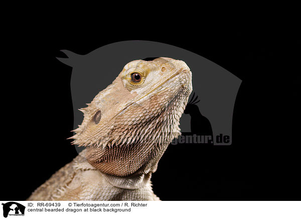 Streifenkpfige Bartagame auf schwarzem Hintergrund / central bearded dragon at black background / RR-69439