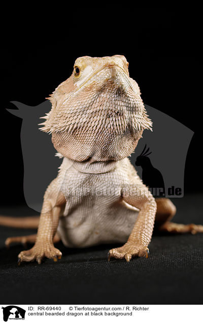 central bearded dragon at black background / RR-69440