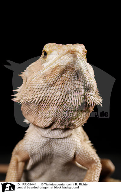 Streifenkpfige Bartagame auf schwarzem Hintergrund / central bearded dragon at black background / RR-69441