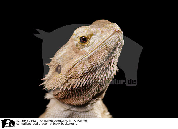 Streifenkpfige Bartagame auf schwarzem Hintergrund / central bearded dragon at black background / RR-69442