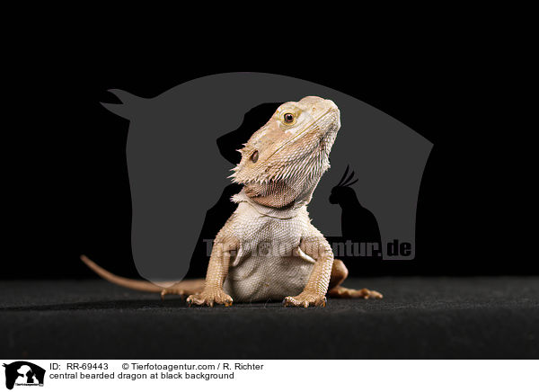 Streifenkpfige Bartagame auf schwarzem Hintergrund / central bearded dragon at black background / RR-69443