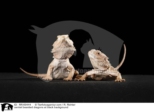 central bearded dragons at black background / RR-69444