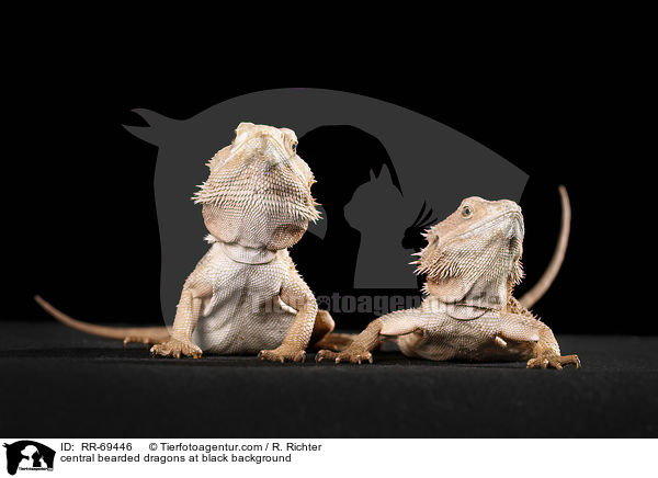 central bearded dragons at black background / RR-69446