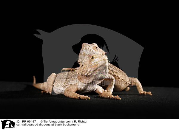 central bearded dragons at black background / RR-69447