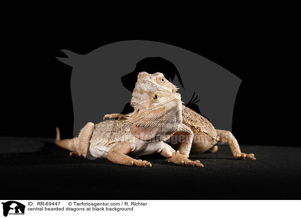 Streifenkpfige Bartagamen auf schwarzem Hintergrund / central bearded dragons at black background / RR-69447