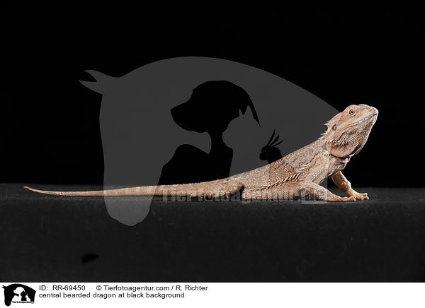 central bearded dragon at black background / RR-69450