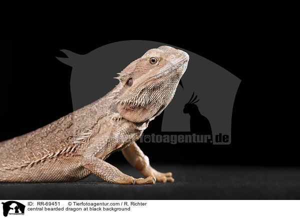 Streifenkpfige Bartagame auf schwarzem Hintergrund / central bearded dragon at black background / RR-69451