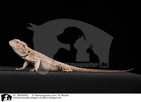 Streifenkpfige Bartagame auf schwarzem Hintergrund / central bearded dragon at black background / RR-69452