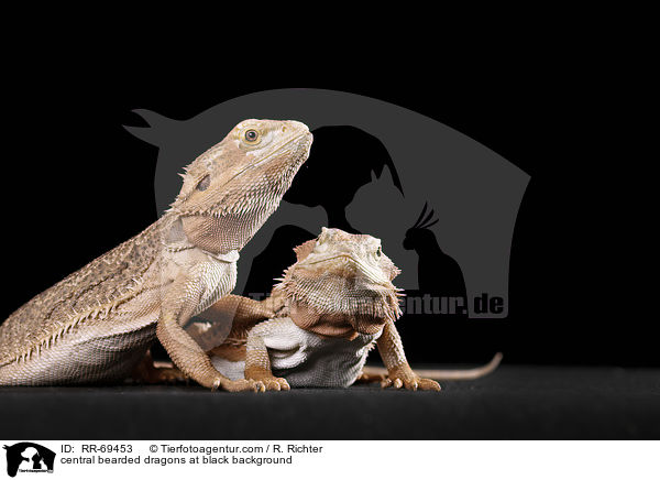 central bearded dragons at black background / RR-69453