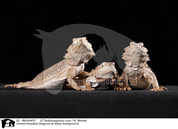 Streifenkpfige Bartagamen auf schwarzem Hintergrund / central bearded dragons at black background / RR-69457