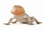 central bearded dragon