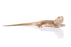 central bearded dragon at white background