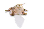 central bearded dragon at white background