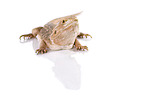 central bearded dragon at white background