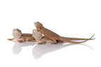 central bearded dragons at white background