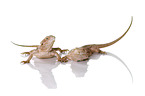 central bearded dragons at white background