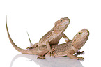 central bearded dragons at white background