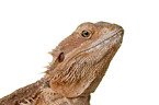 central bearded dragon at white background