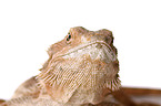 central bearded dragon at white background