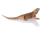 central bearded dragon at white background