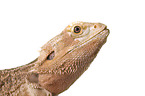 central bearded dragon at white background