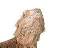 central bearded dragon at white background