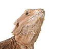 central bearded dragon at white background