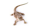 central bearded dragon at white background