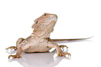 central bearded dragon at white background