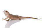 central bearded dragon at white background