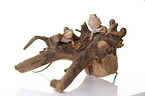 central bearded dragons at white background