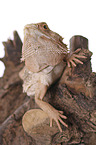 central bearded dragon