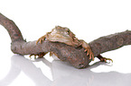 central bearded dragon at white background