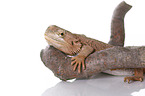 central bearded dragon at white background