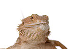 central bearded dragon at white background