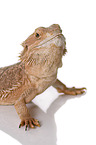 central bearded dragon at white background