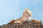 central bearded dragon