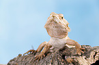 central bearded dragon