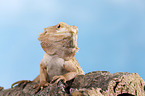 central bearded dragon