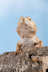 central bearded dragon